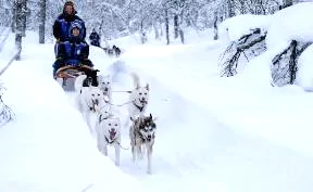 Husky Safari with Harkinn Husky - Afternoon | Riding & Sledging | Tromsø | Norway